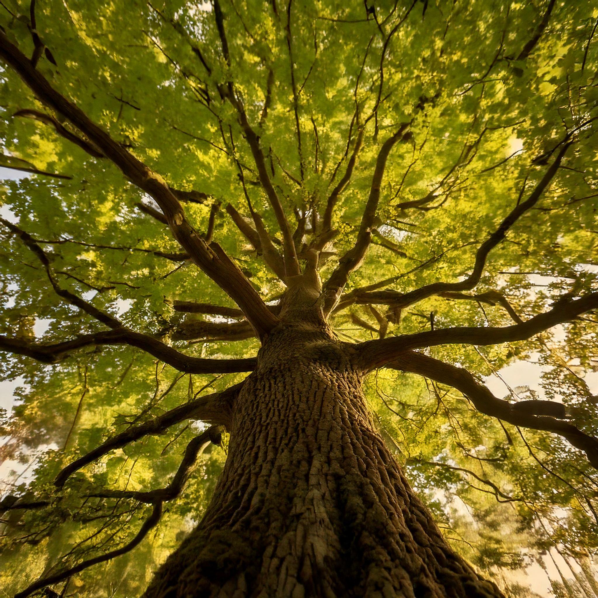 Gedenkbaum im Musterwald